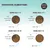 Tableau de transition alimentaire : jours 1–4 75 % nourriture actuelle, 25 % TAO ; jours 5–9 50 % chaque ; jours 10–14 25 % nourriture actuelle, 75 % TAO ; jour 15 100 % TAO. Riche en bœuf.