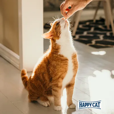 Rote Katze sitzt und nimmt ein Leckerli aus einer Hand. Happy Cat Logo unten rechts sichtbar.