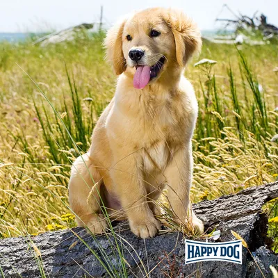 Chiot assis dans l’herbe, logo Happy Dog visible en bas à droite de l’image.