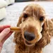 Pedigree Dentastix snacks cuidado dentários/Fresh 168 uds. - Pack económico
