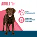 Perfect Fit Adult Hund (>10 kg)