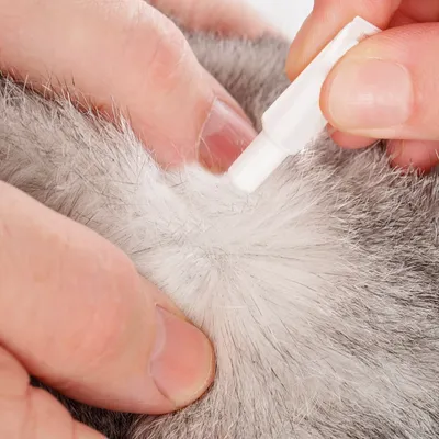 Person parting animal fur and applying liquid from a small tube directly onto the skin, demonstrating topical application method.
