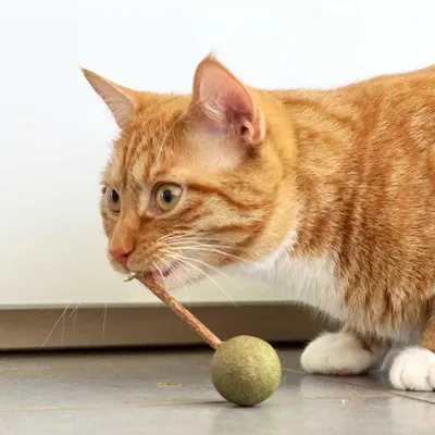Oranssi raidallinen kissa pureskelee keppiä, jonka päässä on vihreä pallo lattialla.