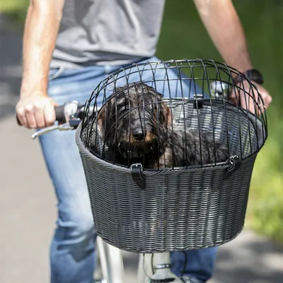 Cestino anteriore in plastica intrecciata con griglia di sicurezza in metallo, montato su bicicletta, cane di piccola taglia all’interno.