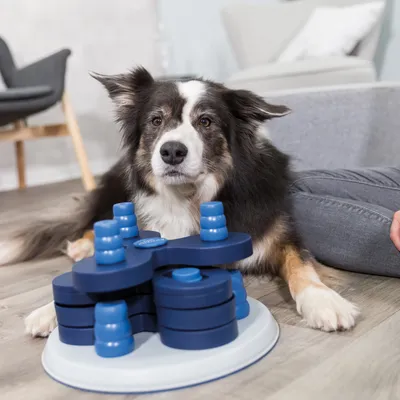 Hund leker med en blå intelligensleksak av plast med flera rörliga delar och nivåer.