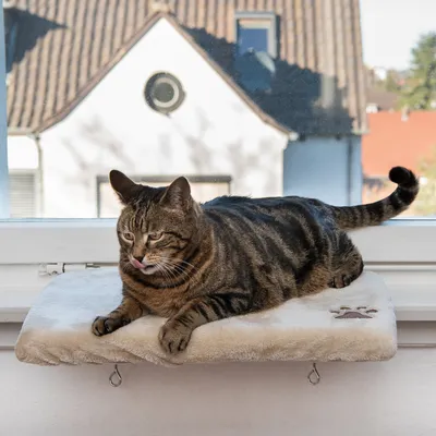 Window perch with soft padding, attached to the windowsill. Striped cat lying on it licking its lips.