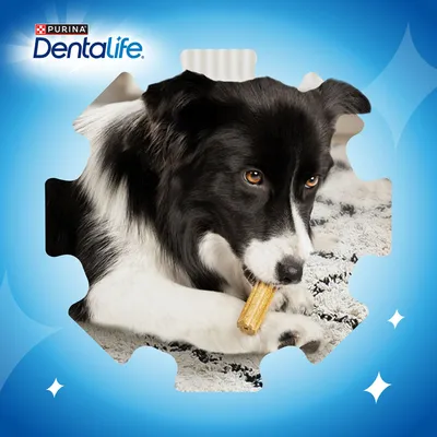 Purina DentaLife. Chien tenant une friandise à mâcher dans la gueule.