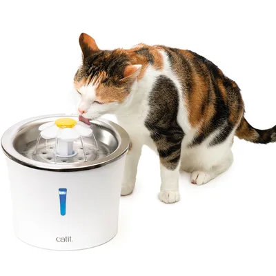 Gatto che beve da una fontana bianca con superficie in acciaio inox e decorazione a forma di fiore. Marca: Catit.