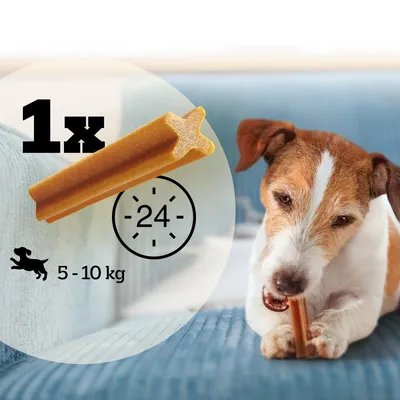 Chew snack for dogs, once daily, suitable for dogs weighing 5-10 kg. Shown: dog chewing a snack.