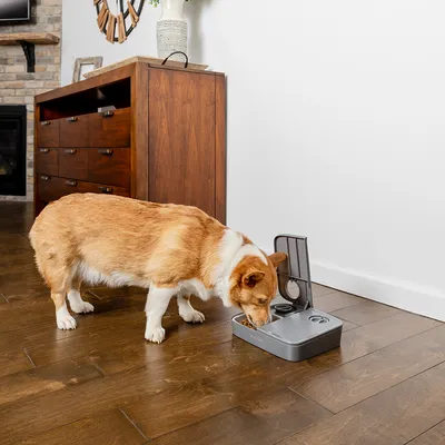 Hund frisst aus einem grauen automatischen Futterspender mit geöffnetem Deckel, geeignet für die kontrollierte Fütterung von Haustieren.