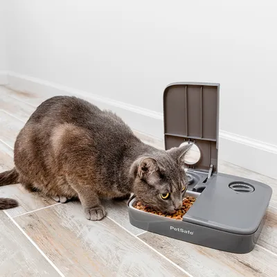 Graue Katze frisst aus einem grauen Futterautomaten von PetSafe mit geöffnetem Deckel und zwei Fächern für Trockenfutter.