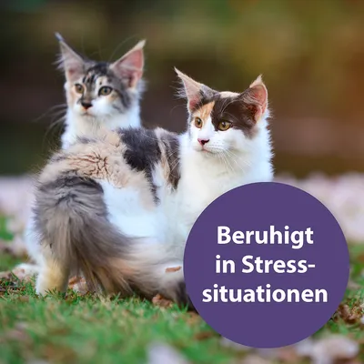 Beruhigt in Stresssituationen. Text auf lila Kreis vor Bild von zwei Katzen.