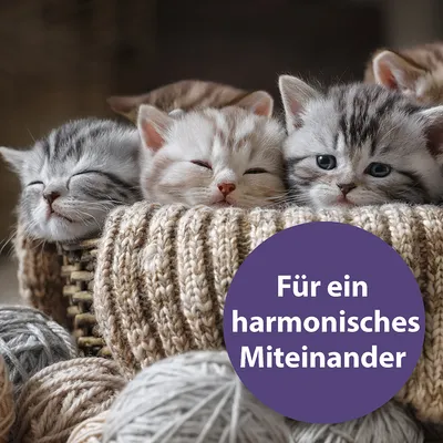 Drei Kätzchen in einem Korb mit Wollknäueln. Text: Für ein harmonisches Miteinander.