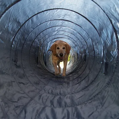 Chien beige traversant un tunnel d’agility en tissu bleu, vu de l’intérieur du tunnel. Le produit visible est le tunnel d’agility pour chien.