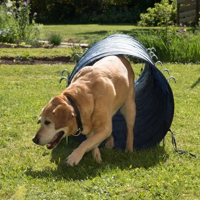 Perro grande de pelaje claro saliendo de un túnel azul para agility en césped al aire libre. El túnel está sujeto con estacas metálicas visibles.