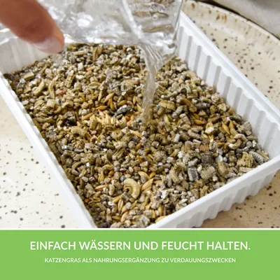 Cat grass as a dietary supplement for digestion. Simply water and keep moist.