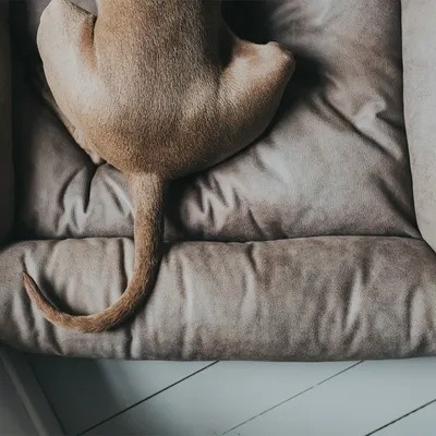 Pes sedící na měkkém, hnědém pelíšku z textilu, detail zadní části těla a ocasu psa na pelíšku.