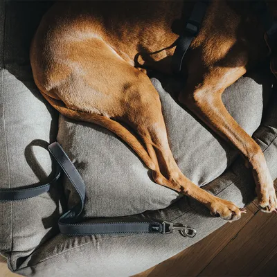 Hond ligt op een grijs hondenbed, zwart tuigje en lijn zichtbaar.
