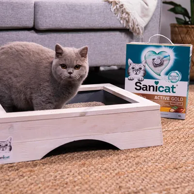 Sanicat Active Gold stelivo pre mačky, balenie s obsahom 6 l. Drevený mačací záchod so stelivom na kobercovej podlahe.