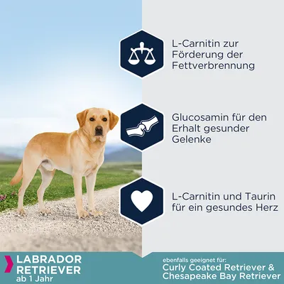 Labrador Retriever ab 1 Jahr. L-Carnitin zur Förderung der Fettverbrennung, Glucosamin für gesunde Gelenke, L-Carnitin und Taurin für ein gesundes Herz. Auch geeignet für Curly Coated Retriever & Chesapeake Bay Retriever.