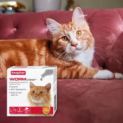 Box of Beaphar Wormclear spot-on solution for cats and kittens, kills tapeworms, easy to use, contains 2 tubes. Orange cat lying on a sofa in the background.