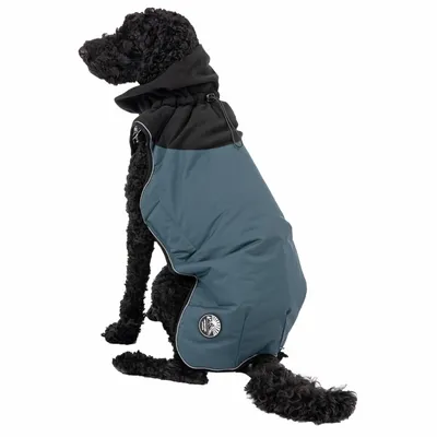 Dog wearing a blue and black coat with adjustable drawstrings and a visible badge, demonstrating fit and coverage of the garment.