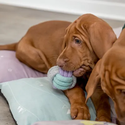Chiot mordant un jouet en corde tressée bleu et violet, allongé sur un coussin pastel. Jouet pour chien visible en utilisation.
