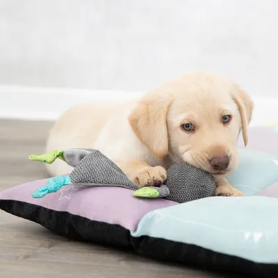 Coussin pour chien multicolore avec jouet en tissu gris et vert posé dessus, sol en bois clair en arrière-plan.