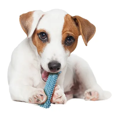 Chien blanc tenant un jouet à mâcher bleu en plastique texturé entre ses pattes avant, sur fond blanc. Chien blanc tenant un jouet à mâcher bleu en plastique texturé entre ses pattes avant, sur fond blanc.