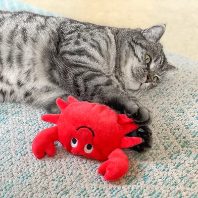 Chat gris tigré allongé sur un tapis, patte posée sur un jouet en forme de crabe rouge en peluche avec yeux brodés noirs et blancs.