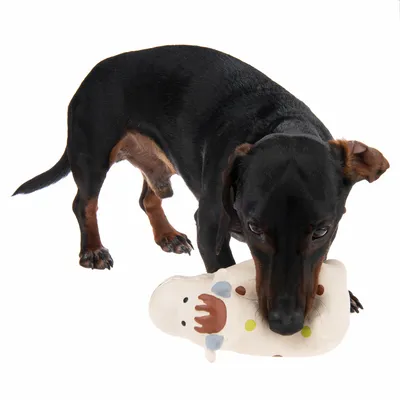 Sort og brun hund med kort pels holder et hvidt legetøj med brune, blå og gule detaljer i munden. Legetøjet har form som en figur. Hvid baggrund.