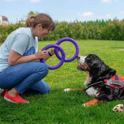 Person shows a dog two purple play rings on a lawn. Dog wears a harness and looks attentively at the person.