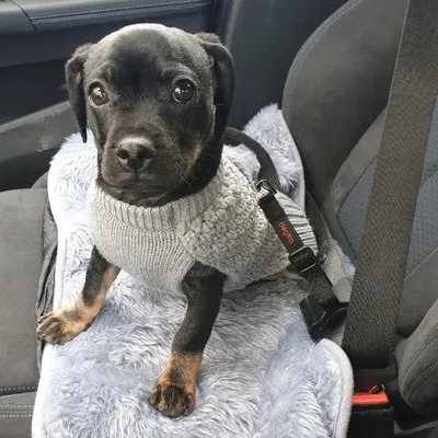 Hund mit grauem Strickpullover sitzt auf einer weichen, grauen Decke im Auto, angeschnallt mit einem schwarzen Sicherheitsgurt.