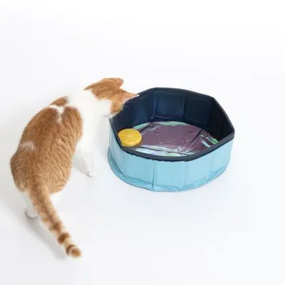 Oranje-witte kat naast een opvouwbaar blauw huisdierbad met ronde gele spons erin, bad van kunststof materiaal.