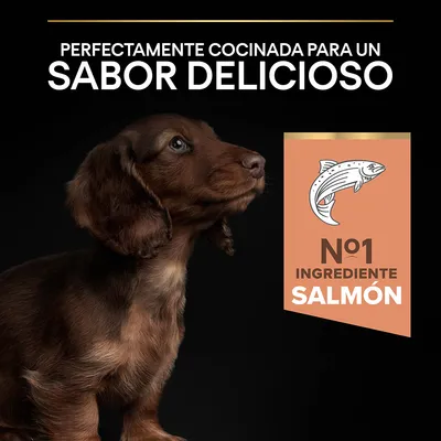 Texto: Perfectamente cocinada para un sabor delicioso. Nº1 ingrediente salmón. Imagen de un perro marrón y dibujo de un salmón.