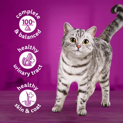 Siva tigrasta mačka, uz tekst na engleskom: complete & balanced 100%, healthy urinary tract, healthy skin & coat. Tekst nije dostupan na hrvatskom jeziku.