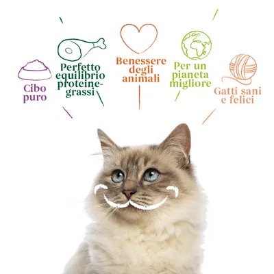 Cibo puro, perfetto equilibrio proteine-grassi, benessere degli animali, per un pianeta migliore, gatti sani e felici. Testo sopra un gatto grigio con baffi disegnati.
