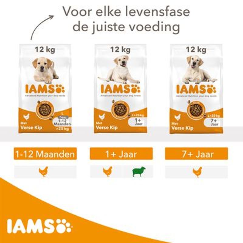 IAMS Advanced Nutrition Senior Large Dog 7+ met Kip