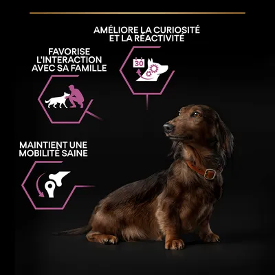 Favorise l’interaction avec sa famille, maintient une mobilité saine, améliore la curiosité et la réactivité. Illustrations de chien et symboles associés.