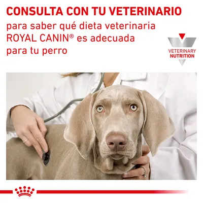 CONSULTA CON TU VETERINARIO para saber qué dieta veterinaria ROYAL CANIN es adecuada para tu perro. VETERINARY NUTRITION. Imagen de veterinario auscultando a un perro.