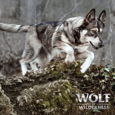 Wolf of Wilderness. Markenlogo mit springendem Wolf in natürlicher Umgebung.