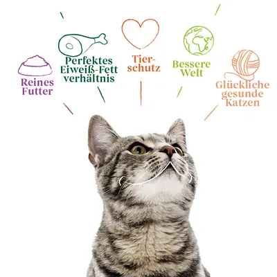 Reines Futter, perfektes Eiweiss-Fett-Verhältnis, Tierschutz, bessere Welt, glückliche gesunde Katzen. Katze schaut nach oben.