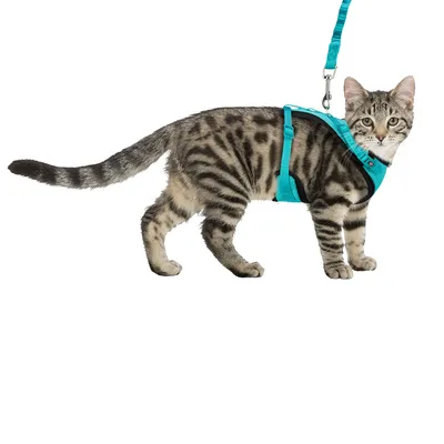 Tabby cat with turquoise harness and lead, suitable for walks or outings.