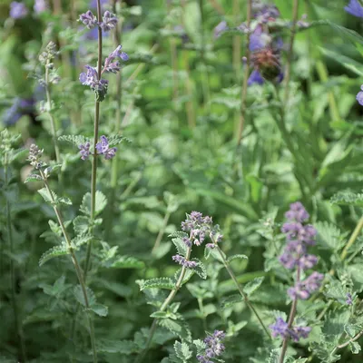 Nahaufnahme von blühender Katzenminze mit violetten Blüten und grünen Blättern.