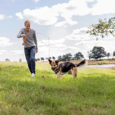 Person använder en orange leksakspinne med lina för att aktivera en mellanstor hund utomhus på gräsfält. Leksaken har ett mjukt byte i änden av linan.