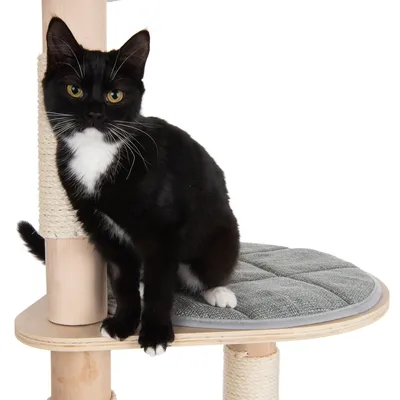Schwarze Katze mit weissem Brustfell sitzt auf einem Kratzbaum mit gepolsterter grauer Liegefläche und Sisal umwickelten Holzsäulen.