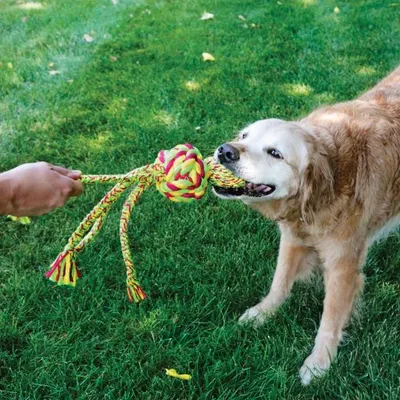 Hund spielt mit einem gelb-roten Kauspielzeug aus Seil, das von einer Hand gehalten wird.