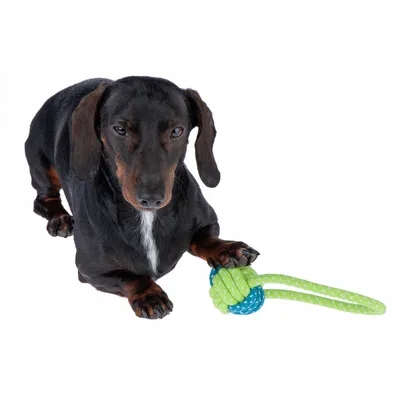 Kutya zöld-kék kötél anyagú rágójátékkal játszik. A játék csomóval és két hosszú véggel rendelkezik.