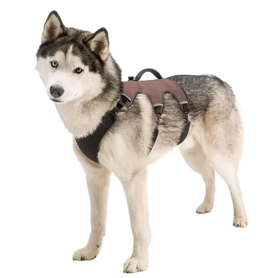 Pies w brązowo-czarnych szelkach, z wyściółką i uchwytem na grzbiecie. Odpowiednie do kontroli i komfortu podczas spaceru.