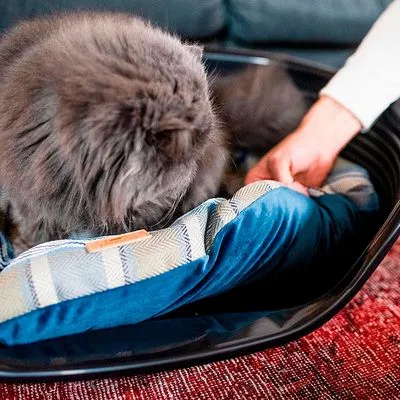 Gato de pelo comprido cinzento numa cama para animais com almofada azul e bege, pessoa a ajustar a almofada. Materiais visíveis: tecido e plástico.